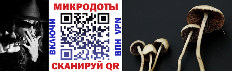 Псилоцибиновые грибы Psilocybe  Переславль-Залесский 
